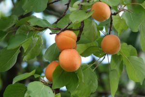 Prunus Contains Helpful Phytochemicals For Health.