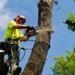 Tree Removal Van Nuys