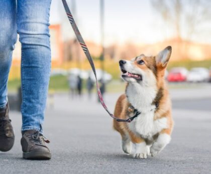 Dog walking services