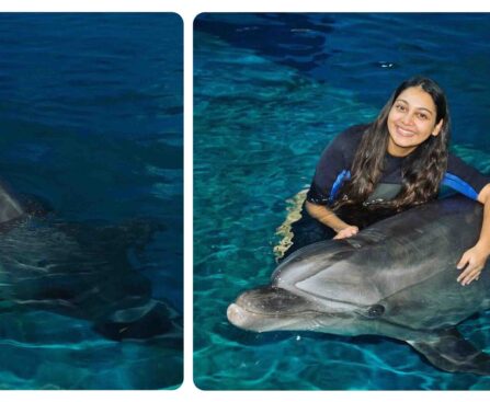 Uncover Dubai Dolphinarium Ticket Offers