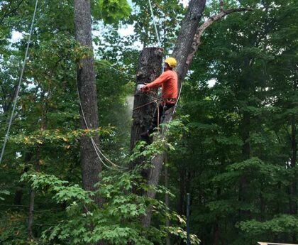 Rockville tree service