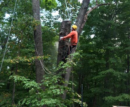 Rockville tree service