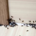 local ants pest control