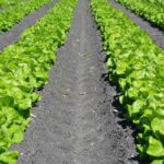 The Art of Cultivating Organic Lettuce An In-Depth Manual for Lettuce Farming
