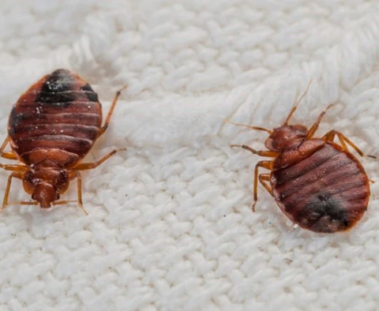 Natural and Eco-Friendly Bed Bug Treatment Supplies: Effective Options