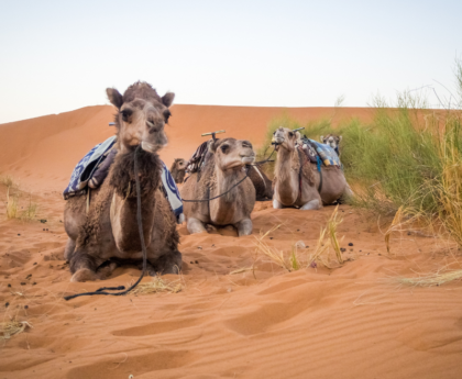 12 Reasons To Put Jaisalmer Desert Camps On Your Travel Bucket List