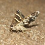 Moths control Wetherby