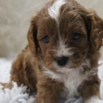 What to Look for in Cavapoo Breeders in Florida