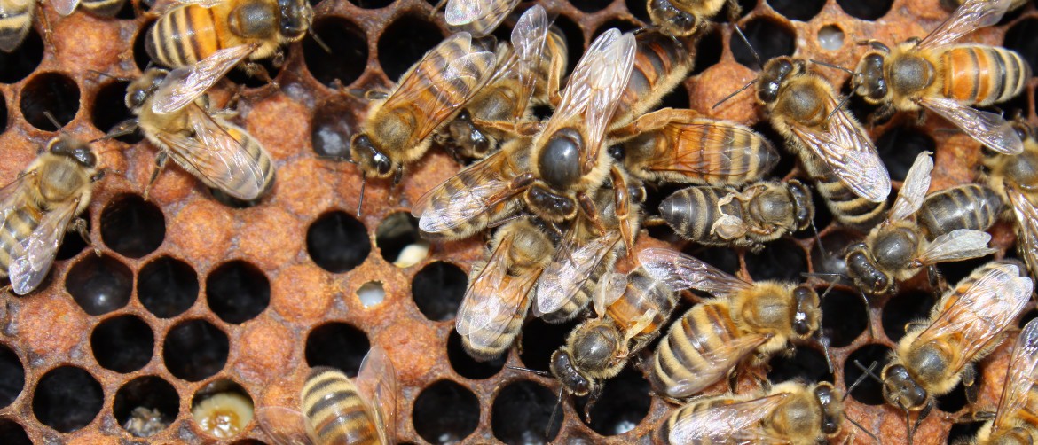 bee exterminator singapore | bee control in Singapore